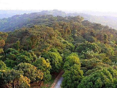 Rừng Chõi – Khu rừng nguyên sinh hoang sơ của Cô Tô