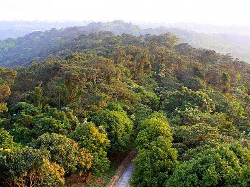 Rừng Chõi – Khu rừng nguyên sinh hoang sơ của Cô Tô