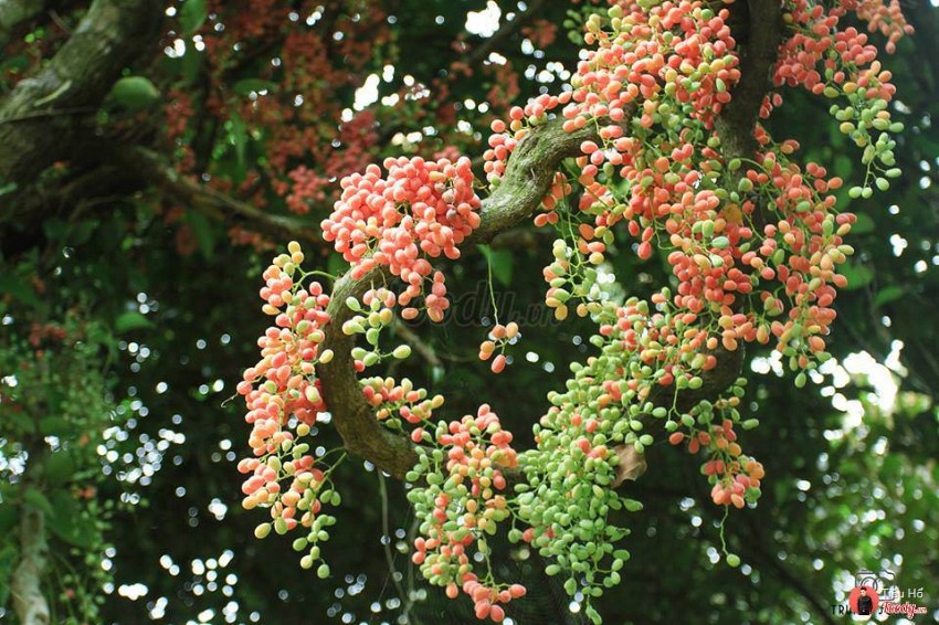 Rừng Chõi – Khu rừng nguyên sinh hoang sơ của Cô Tô