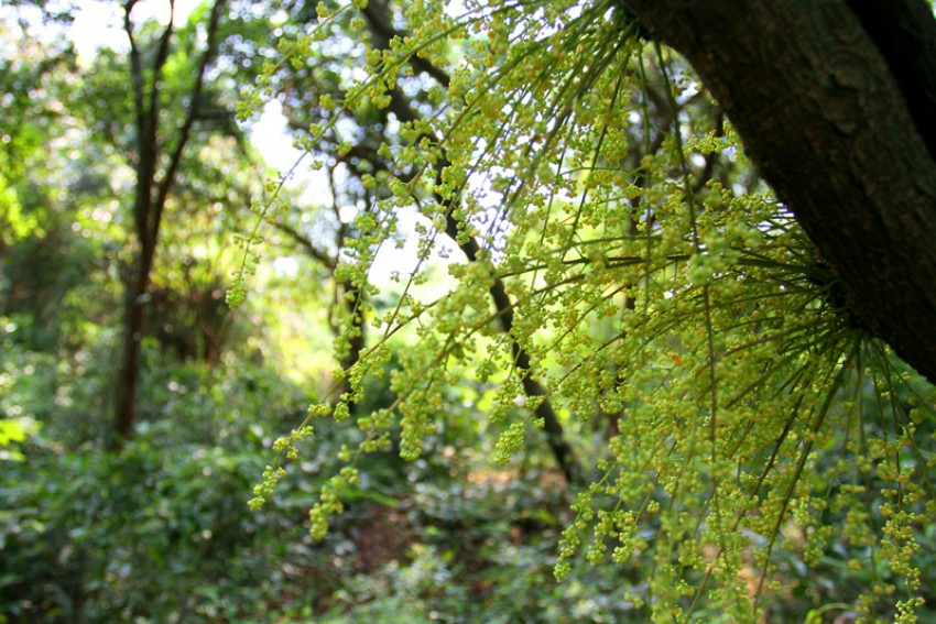 Rừng Chõi – Khu rừng nguyên sinh hoang sơ của Cô Tô